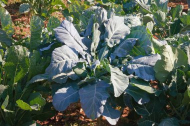 Rastan - yeşil yapraklı lahana, Balkan mutfağında popüler