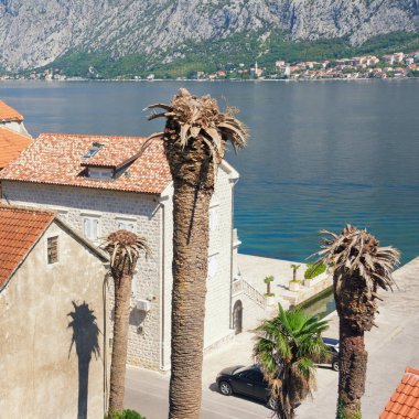 Hastalıklar ve palmiye ağaçlarının. Kanarya Adası tarihi avuç içi zararlıları (kırmızı palmiye weevil) tarafından kuşatılmış. Karadağ, Kotor Koyu'nun Prcanj şehir 