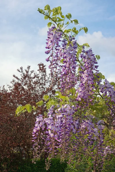 Wiosenne Kwiaty Piękny Gałęzi Kwitnących Wisteria Śródziemnomorskim Ogrodzie — Zdjęcie stockowe