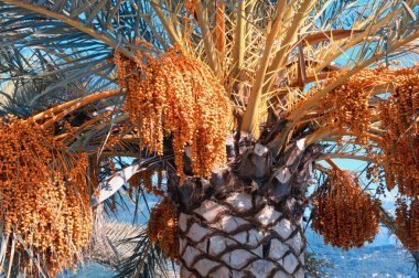 Kanarya Adası tarihi Palms (Phoenix canariensis) yaprak ve meyve parlak güneşli gün ile. Tatil kavramı. Renk tonlama