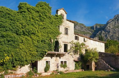 Antik Bina ile yeşil sarmaşık büyümüş mahvetti. Karadağ, Risan kasaba