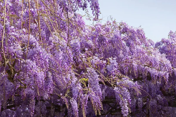 Spring Flowers Blooming Wisteria Vine Mediterranean Garden — Stock Photo, Image