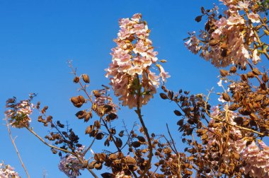 Bahar çiçekleri. Mavi gökyüzü karşı da çiçekli Paulownia tomentosa ağacının dalları. Metin için boş alan