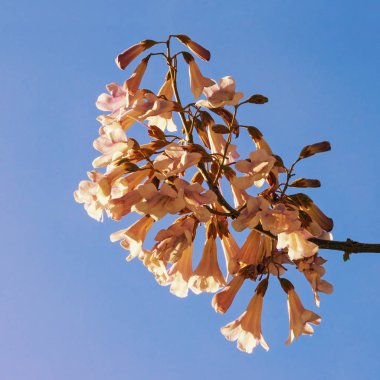 Bahar. Mavi gökyüzü karşı (Paulownia tomentosa) Prenses ağacının çiçekleri
