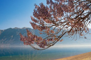 Bahar. Paulownia tomentosa Kotor Körfezi kıyısında çiçek açması ağacı dalı. Karadağ