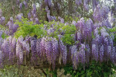 Bahar çiçekleri. Akdeniz bahçede çiçek açan wisteria asma