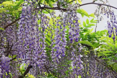 Bahar çiçekleri. Akdeniz bahçede çiçek açan wisteria asma