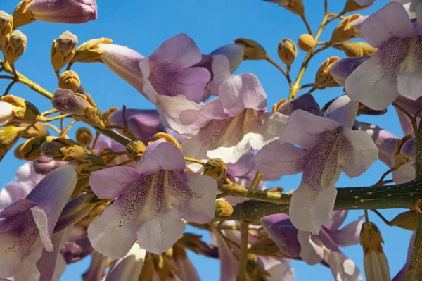 Весной Цветы Paulownia Tomentosa Дерево Против Голубого Неба — стоковое фото