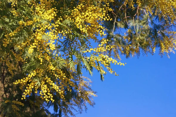 Primavera Flores Amarelas Brilhantes Acacia Dealbata Mimosa Contra Céu Azul — Fotografia de Stock