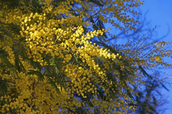 Tavasszal. Fényes sárga virágok az akác dealbata (mimóza) ellen, blue sky — Stock Fotó