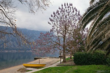 Güzel Mediterranean bulutlu bahar gününde manzara. Prenses ağaç (Paulownia tomentosa) Kotor Körfezi kıyısında çiçek açar. Karadağ, Prcanj şehir