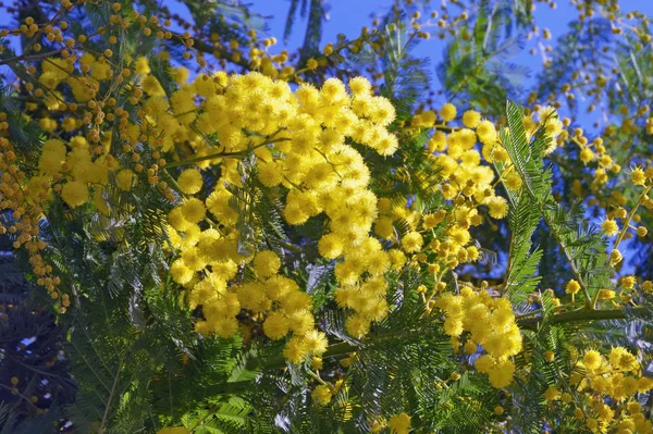 Primavera Flores Amarelas Acacia Dealbata Mimosa Contra Céu Azul Dia — Fotografia de Stock