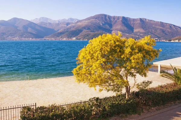 Primavera Vista Baía Kotor Árvore Florida Mimosa Acacia Dealbata Dia — Fotografia de Stock