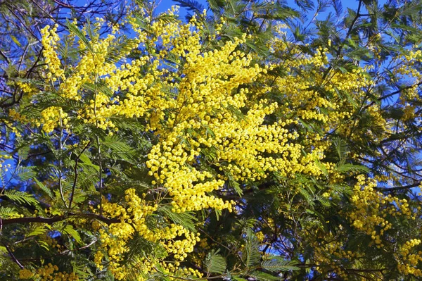 Primavera Ramos Acacia Dealbata Mimosa Árvore Com Flores Amarelas Brilhantes — Fotografia de Stock