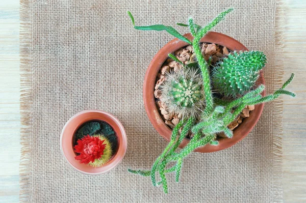 Concepto de hobby. Diferentes tipos de cactus en macetas sobre la mesa. Colocación plana, fondo rústico, espacio libre para texto — Foto de Stock