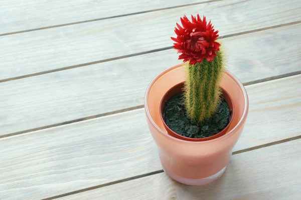 Concepto de hobby. Cactus Echinocereus en maceta sobre la mesa. Fondo rústico blanco, espacio libre para texto — Foto de Stock