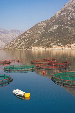 Balık çiftliği Adriyatik Denizi'nde. Akdeniz güzel manzara. Perast Karadağ, Kotor Koyu'nun şehir mesafe