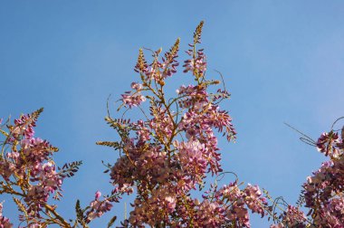 Bahar çiçekleri. Güneşli bir günde mavi gökyüzüne karşı açmakta olan salkım asması