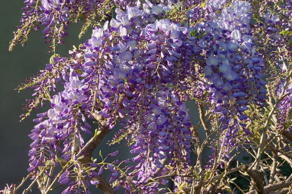 Fiori primaverili. Glicine fiorito nel giardino mediterraneo — Foto Stock