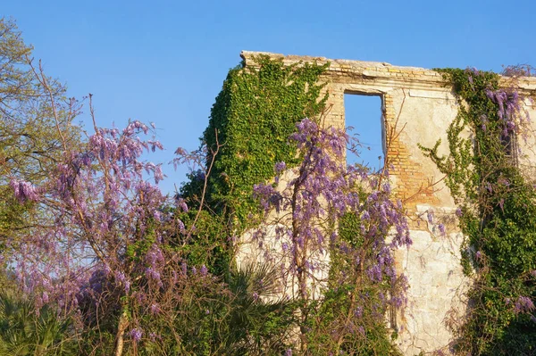 Baharda harap olmuş bir bina. Güneşli bir günde yeşil sarmaşık ve çiçeklenme Wisteria ile büyümüş terk edilmiş evin duvar. Karadağ — Stok fotoğraf