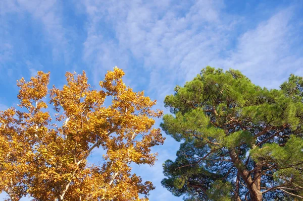 Őszi. Két fa lombhullató és tűlevelű-kék ég ellen egy napsütéses napon. Sárga platánfa és zöld fenyő — Stock Fotó