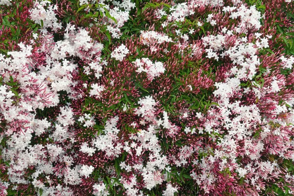 Bahar çiçekleri. Çiçek açan pembe yasemin asma ( Jasminum polyanthum ), doku