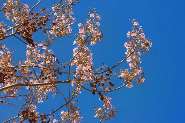 Vårblommor. Grenar av kejsarinna träd (Paulownia tomentosa) med blommor och frön mot blå himmel — Stockfoto