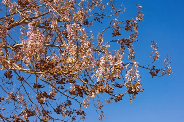 Branches of  Princess tree  ( Paulownia tomentosa ) with flowers and seeds against blue sky on sunny spring day