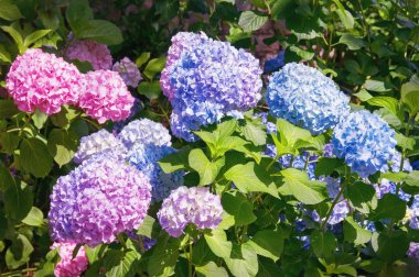 Ortanca (Hydrangea macrophylla) gün güneşli yaz bahçesinde renkli çiçekler