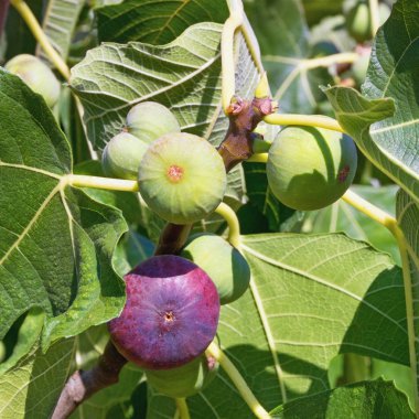 Olgunlaşma çeşitli aşamalarında yaprakları ve parlak renkli meyveler ile incir ağacı (Ficus carica) şube