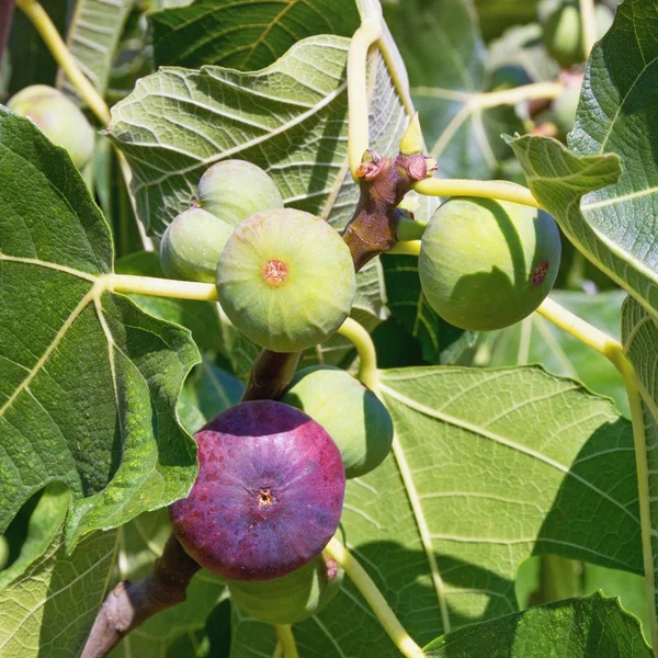Olgunlaşma çeşitli aşamalarında yaprakları ve parlak renkli meyveler ile incir ağacı (Ficus carica) şube — Stok fotoğraf