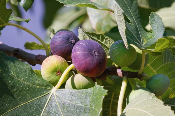 Herbst. Zweig eines Feigenbaums (ficus carica) mit Blättern und leuchtend bunten Früchten — Stockfoto