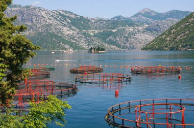 Balık çiftliği. Güneşli Akdeniz manzara ön planda balık çiftliği ve mesafe iki küçük adalar ile. Karadağ, Adriyatik Denizi, Kotor Körfezi