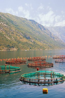 Balık çiftliği, güneşli yaz Akdeniz manzara. Karadağ, Adriyatik Denizi, Kotor Körfezi