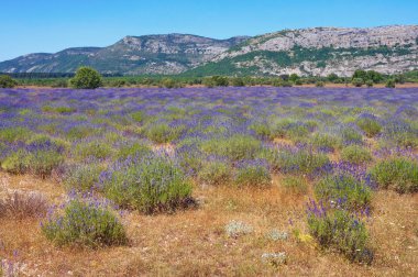Güneşli yaz gününde Dinaric Alpleri dağ vadisinde Lavanta tarlası. Bosna-Hersek, Sırp Cumhuriyeti
