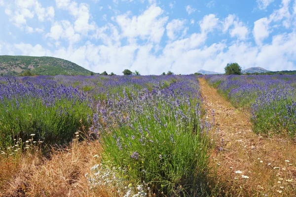 Lavender field in mountain valley of Dinaric Alps. Bosnia and Herzegovina, Republika Srpska, Zubacko polje — Stock Photo, Image