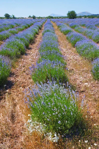 Lavender field. Mountain valley in  Dinaric Alps. Bosnia and Herzegovina, Republika Srpska, Zubacko polje — Stock Photo, Image