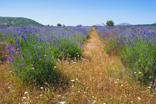 Lavender field in mountain valley of Dinaric Alps. Bosnia and Herzegovina, Republika Srpska — Stock Photo, Image