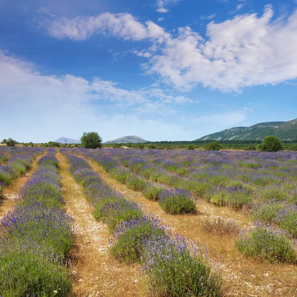 Lavender field in mountain valley of Dinaric Alps on sunny summer day. Bosnia and Herzegovina, Republika Srpska, Zubacko polje — Stock Photo, Image