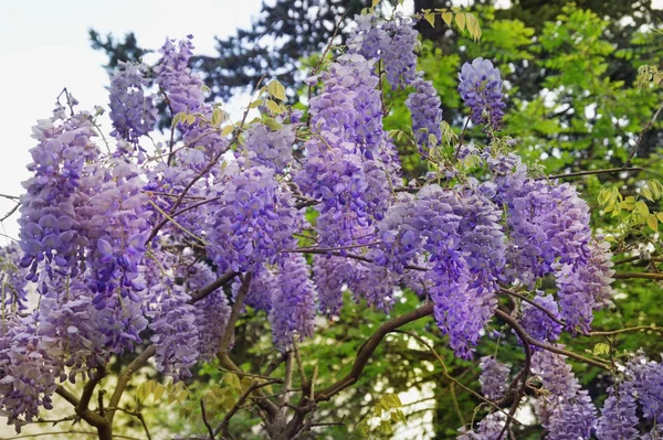 Lente bloemen. Bloeiende blauweregen wijnstok in de tuin — Stockfoto