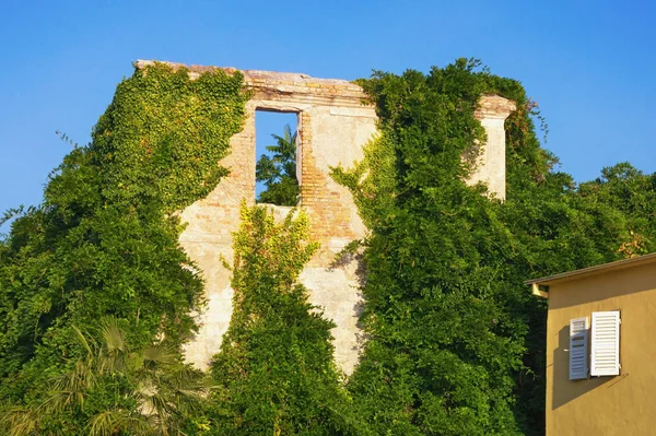 Summer of ruined building. Wall of abandoned house overgrown with green ivy on a sunny day. Montenegro — Stock Photo, Image