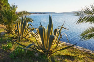 Güneşli kış gününde Kotor Körfezi kıyısında agaves (Agave Americana). Karadağ, Adriyatik Denizi
