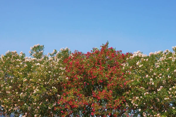 Oleander bomen (Nerium Oleander) in bloei tegen blauwe hemel op zonnige zomerdag. Montenegro — Stockfoto