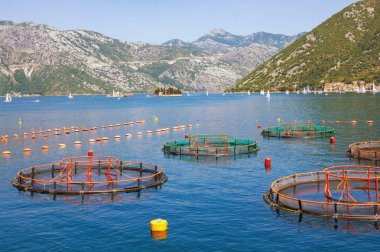 Balık çiftliği. Güzel Akdeniz manzarası. Karadağ, Adriyatik Denizi, Kotor Körfezi