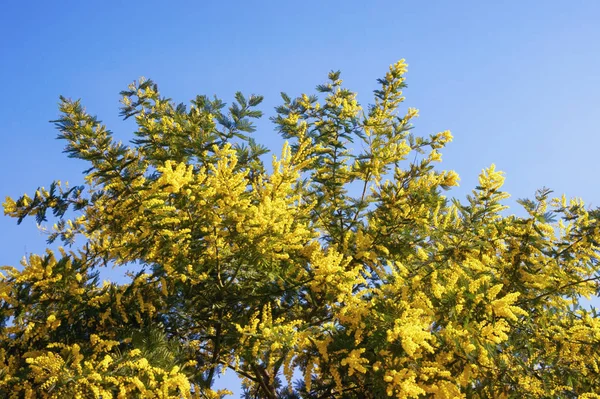 Bahar. Mavi gökyüzüne karşı parlak sarı çiçeklerile Akasya dealbata dalları ( mimoza ) ağaç — Stok fotoğraf
