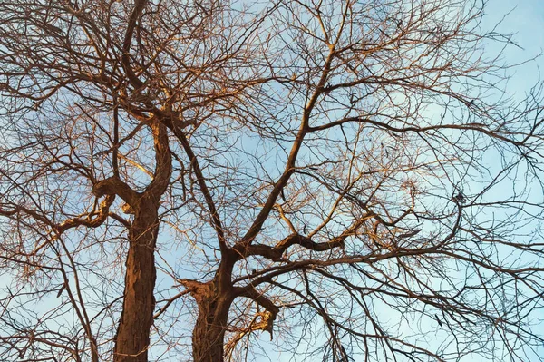 Baumsilhouetten ohne Blätter vor blauem Himmel — Stockfoto