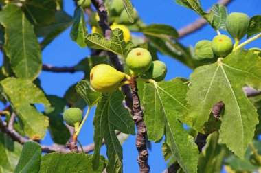 Sonbahar. Güneşli bir günde mavi gökyüzüne karşı yaprak ve meyve ile incir ağacıdalları (Ficus carica )