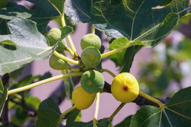 İki cennet de çeşit çeşit ağaçlarla doludur: Yapraklar ve meyveler.