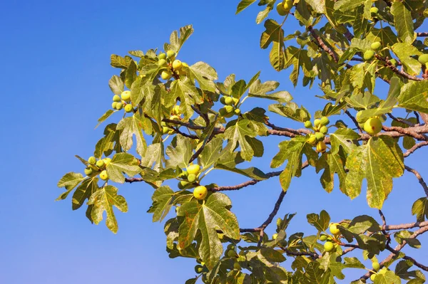 Herfst. Takken van vijgenboom (Ficus carica) met bladeren en vruchten tegen blauwe lucht — Stockfoto