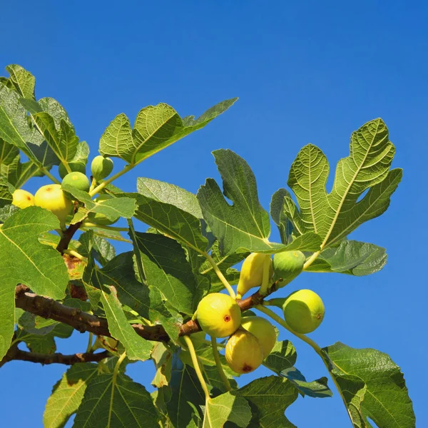 Sonbahar. Güneşli bir günde mavi gökyüzüne karşı yaprak ve meyve ile incir ağacının Dalı (Ficus carica) — Stok fotoğraf
